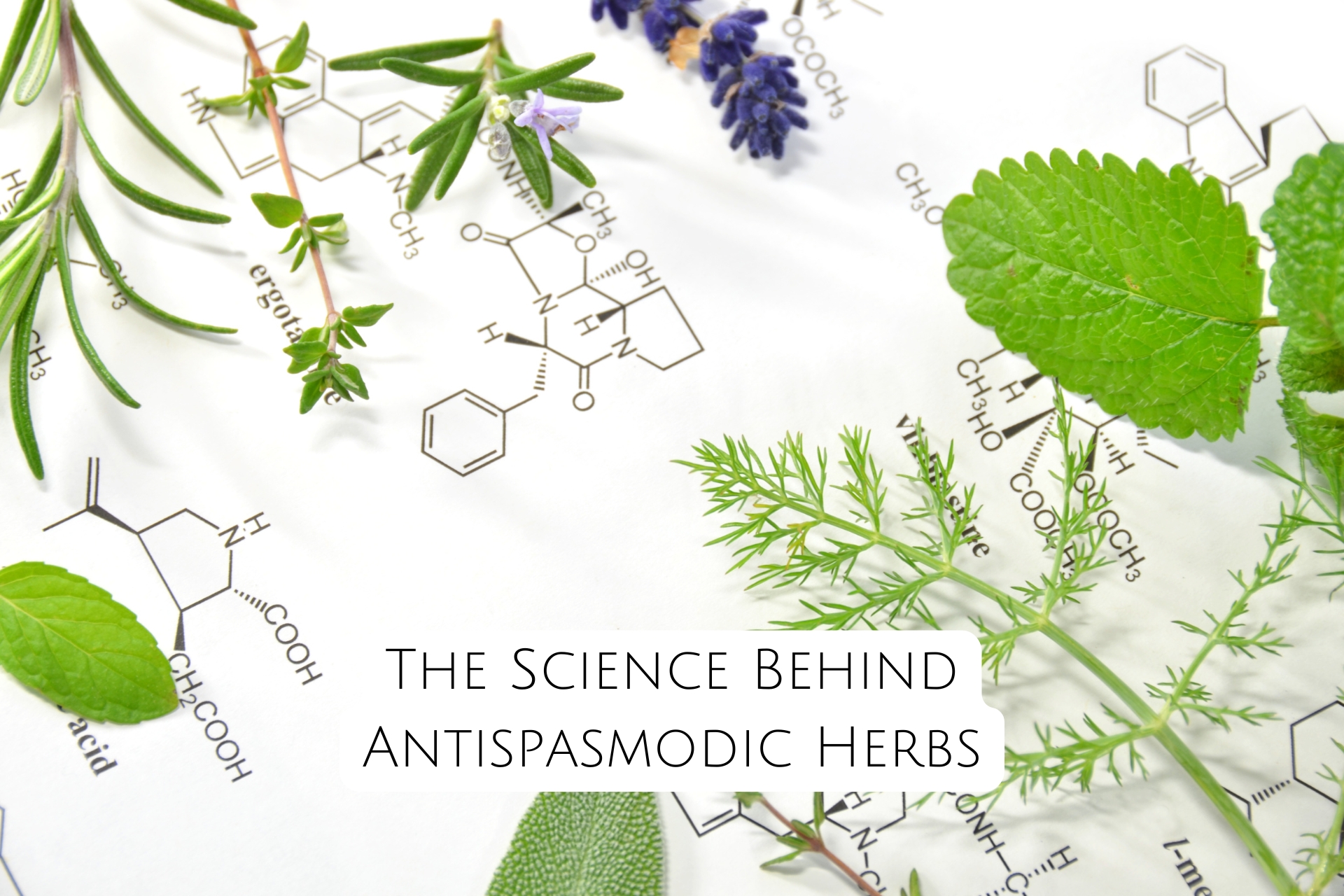 The Science Behind Antispasmodic Herbs