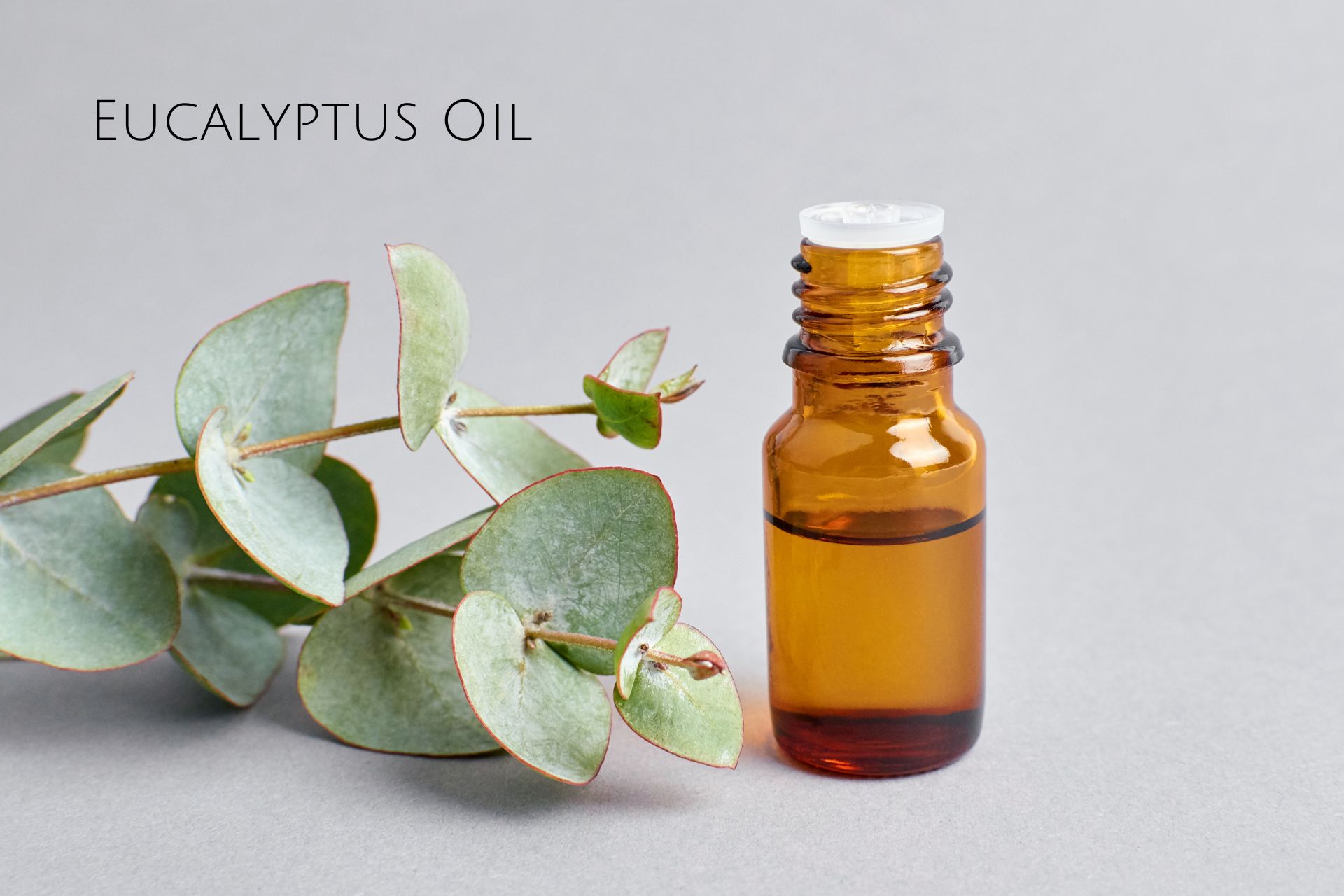 Eucalyptus Oil