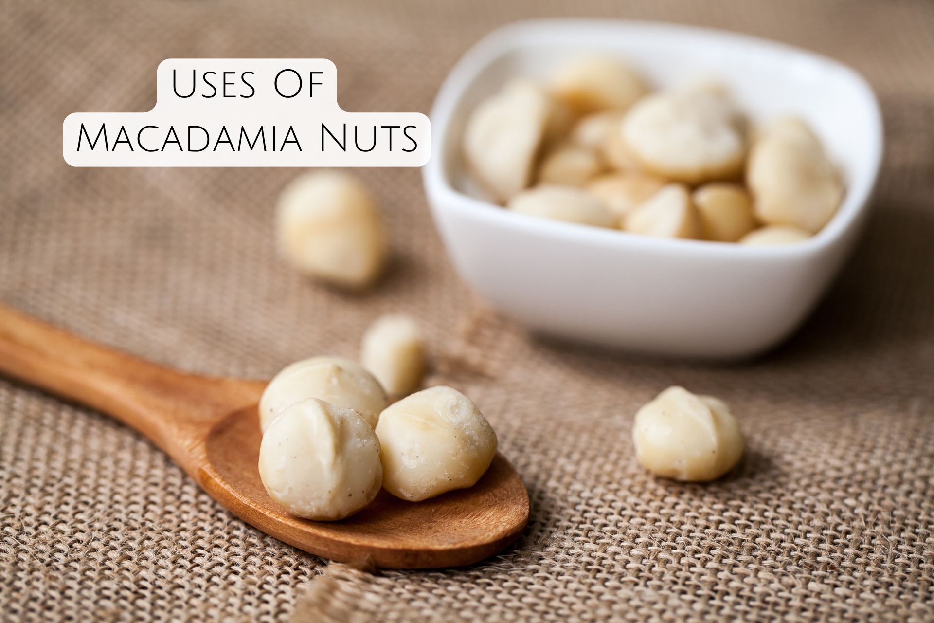 Uses Of Macadamia Nuts