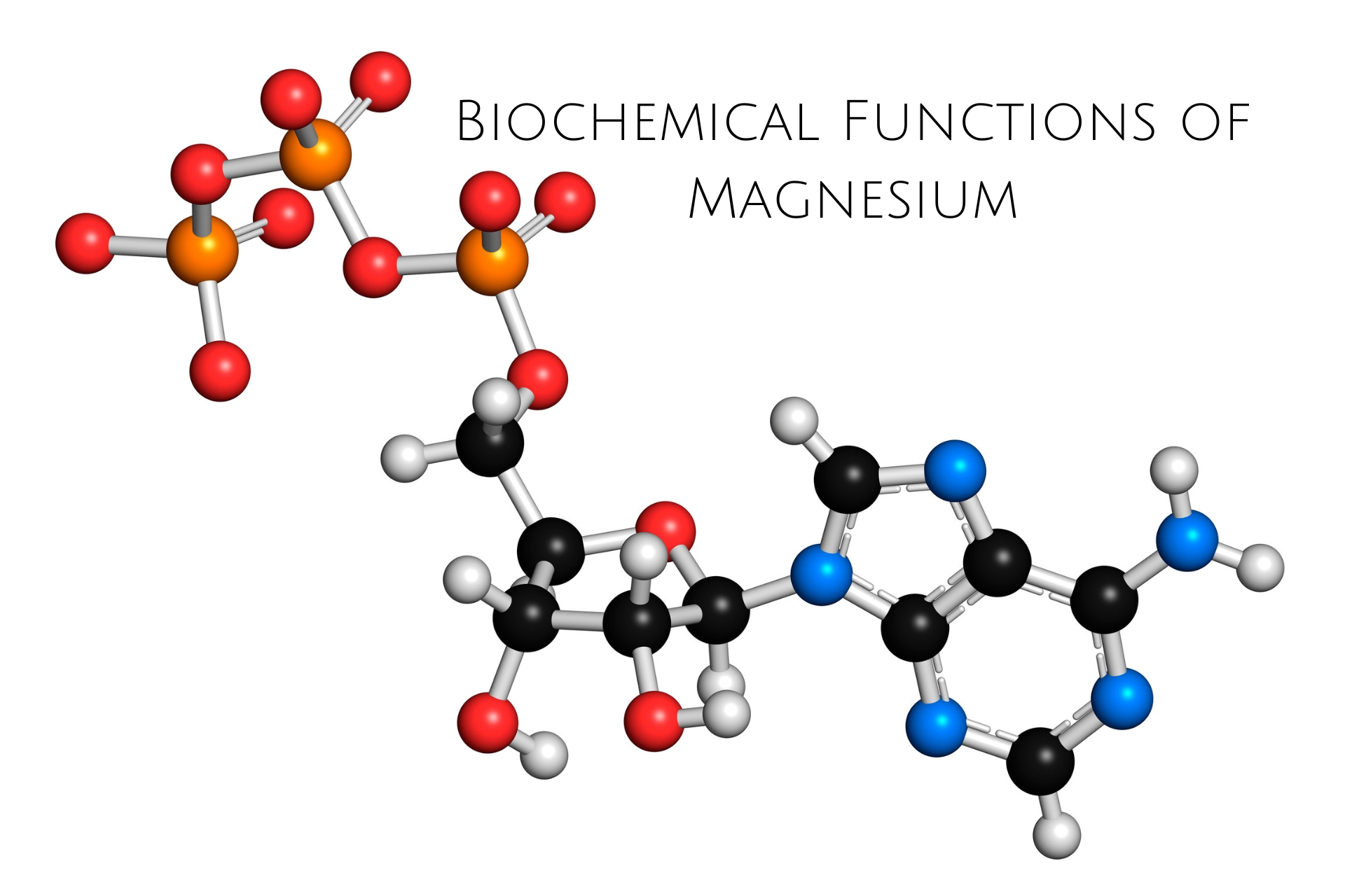 Biochemical Functions of Magnesium