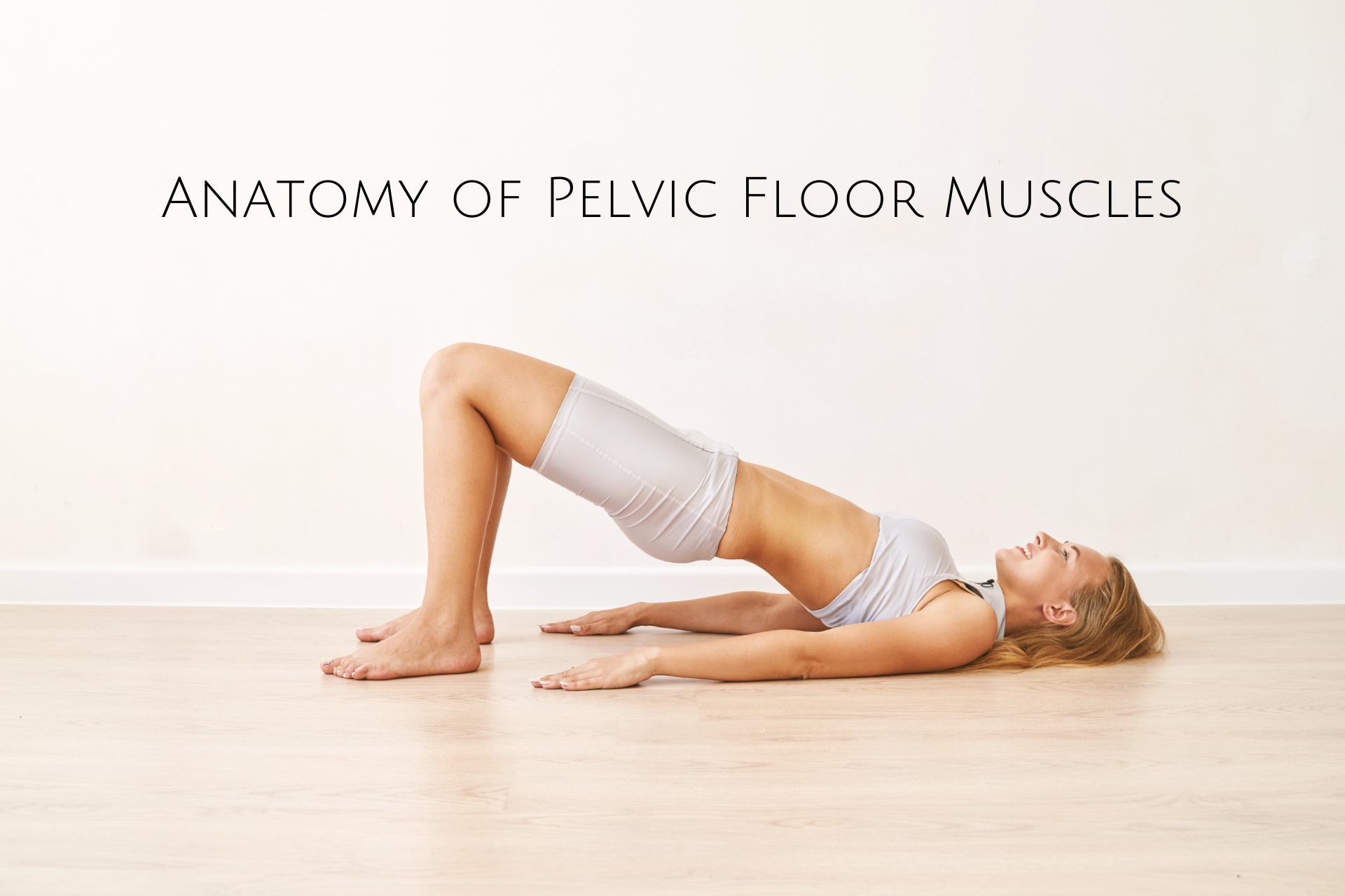 Anatomy of Pelvic Floor Muscles