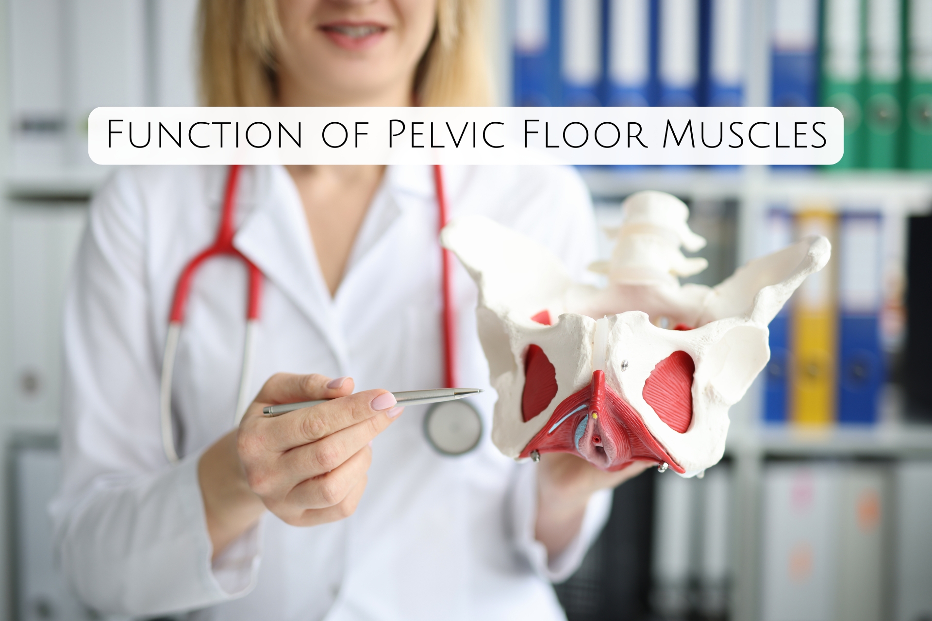 Function of Pelvic Floor Muscles